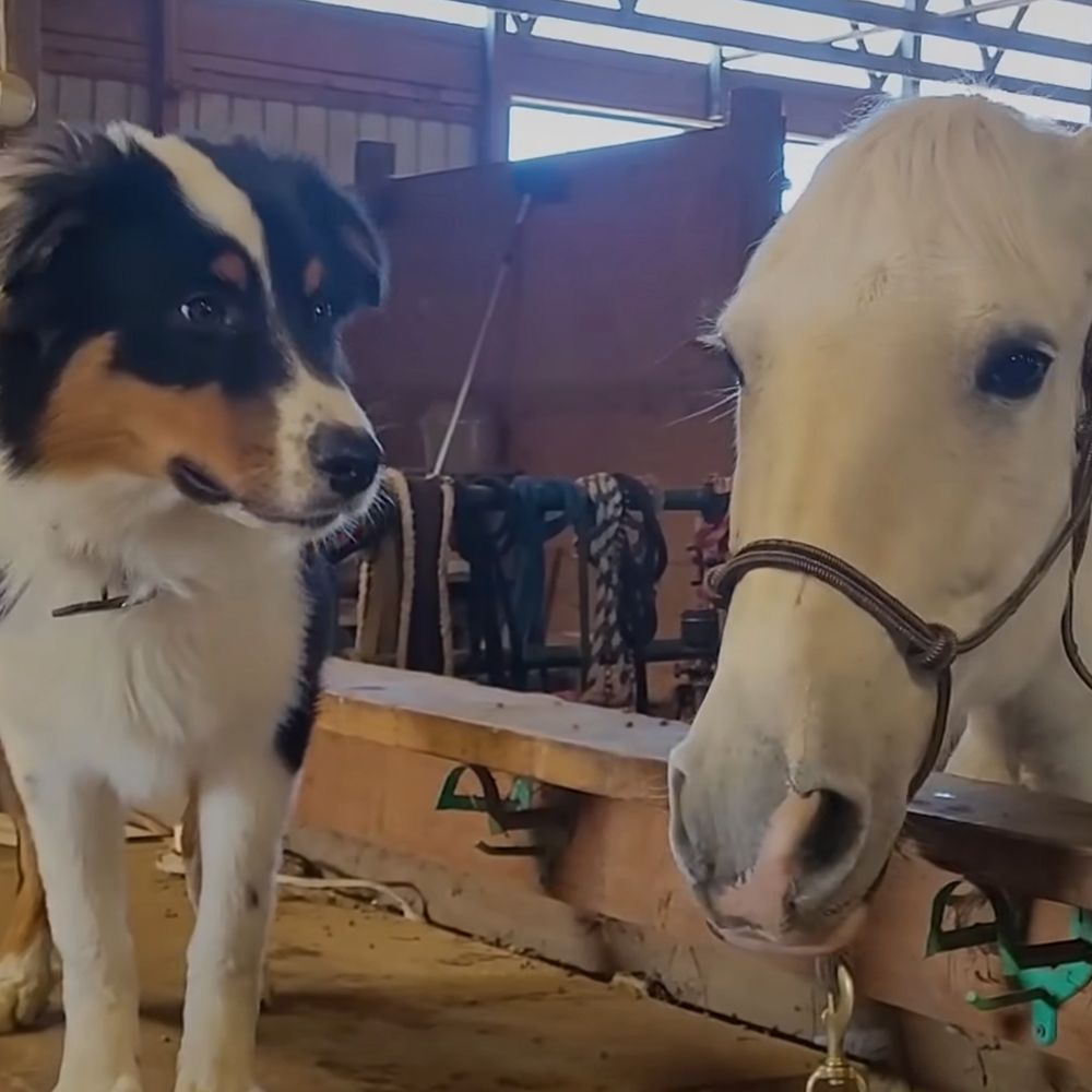 Playful puppy and horse