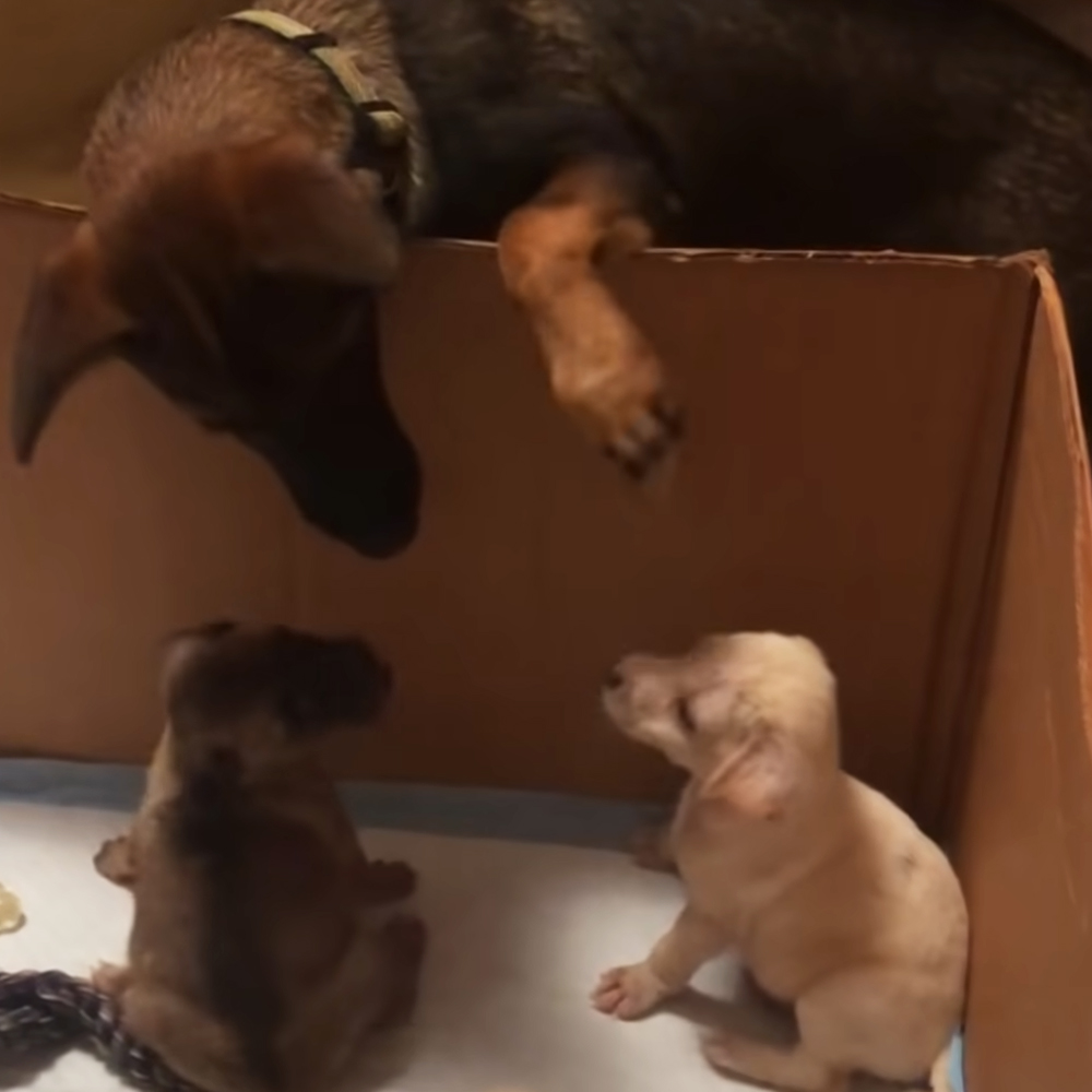 Puppies reunited with mom