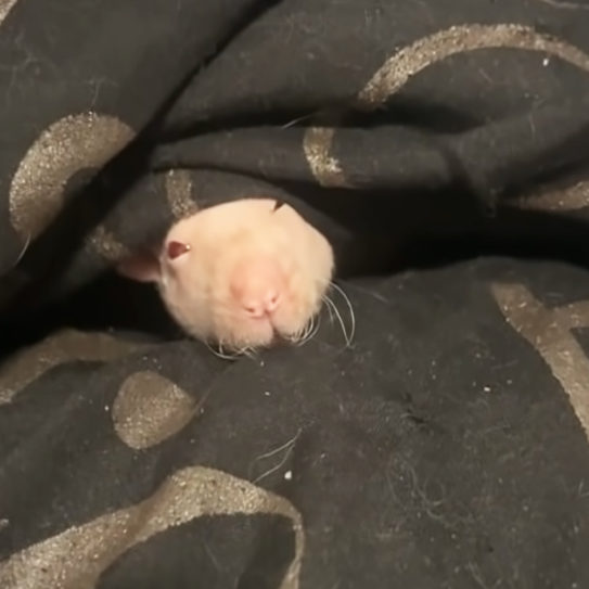 Rescued senior rat is always by her rescuer's side