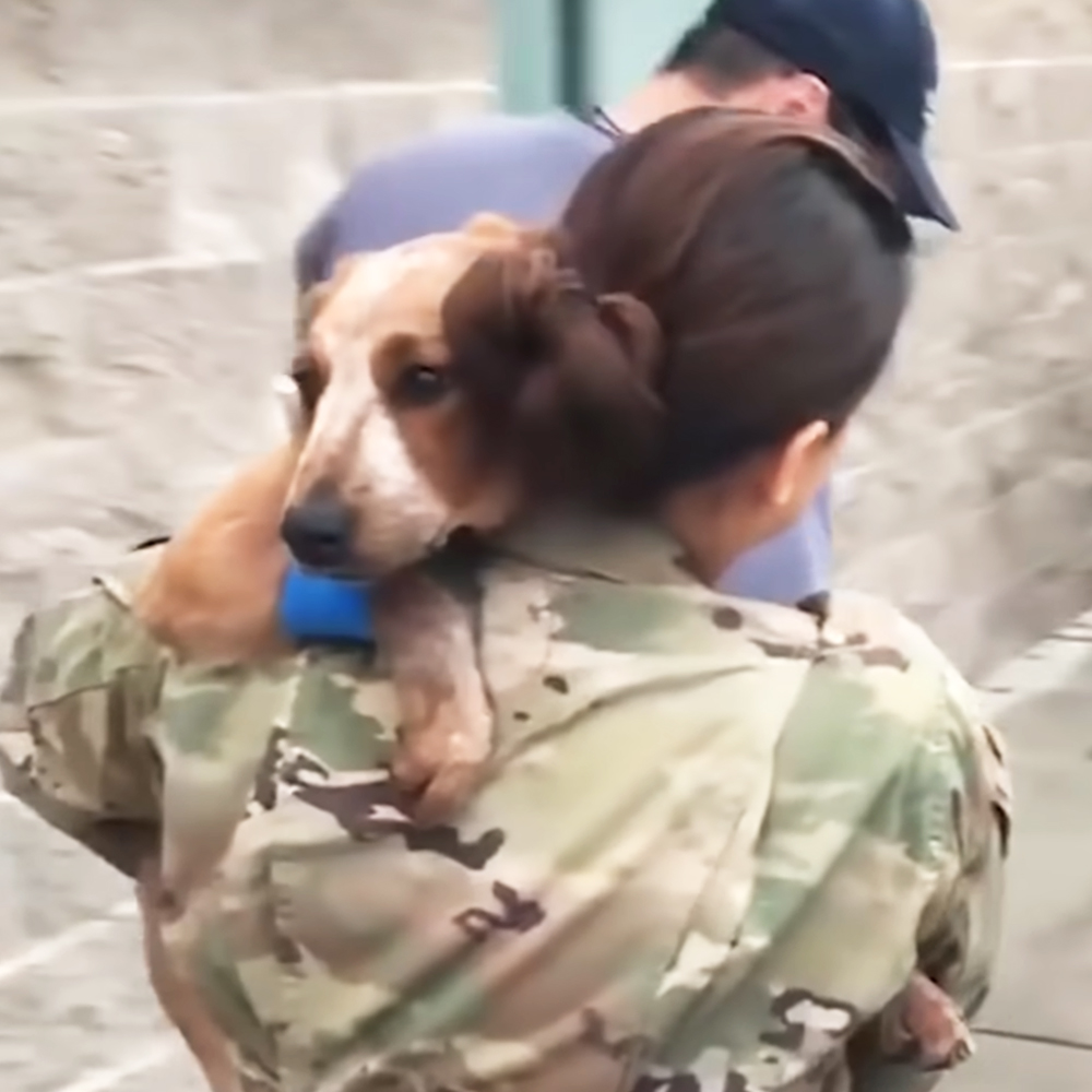 Soldier reunited with dog
