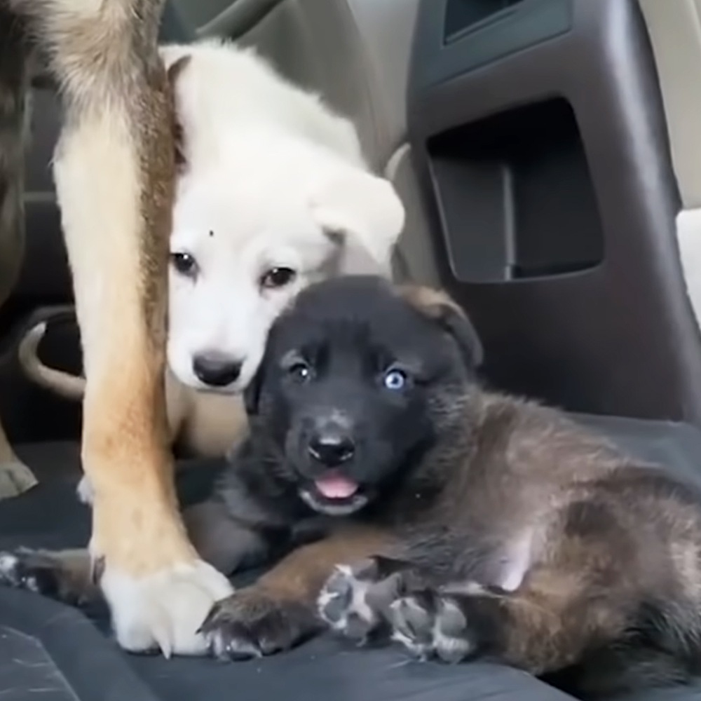 Adorable puppies