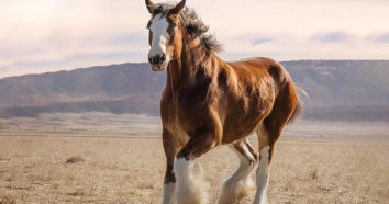 Budweiser’s Clydesdale Super Bowl ad will tug at your heartstrings