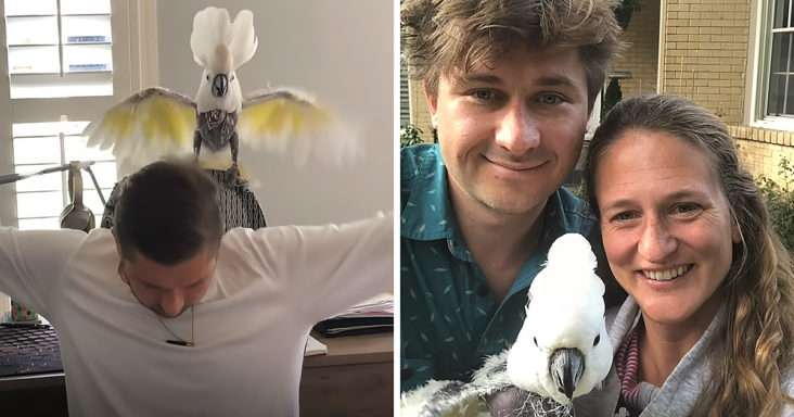 Cockatoo with new mom and dad