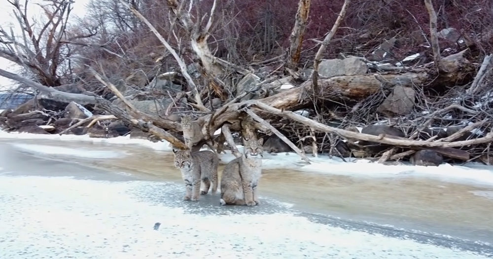 Bobcats