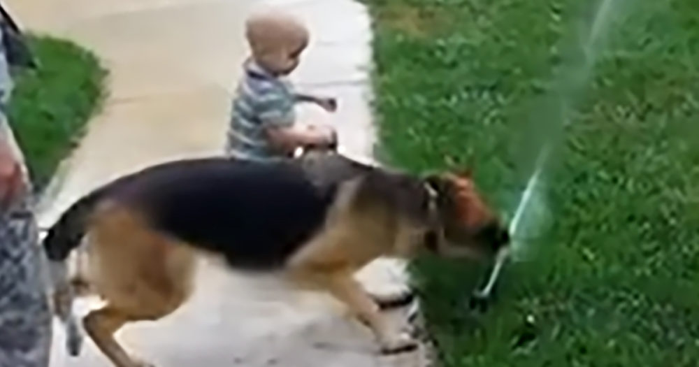 German Shepherd and toddler