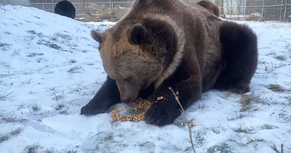Bear shells peanuts