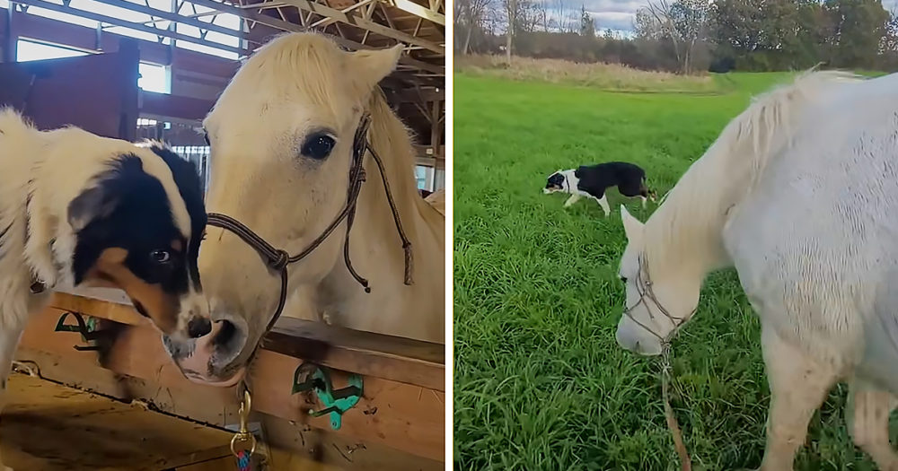 Playful puppy and horse