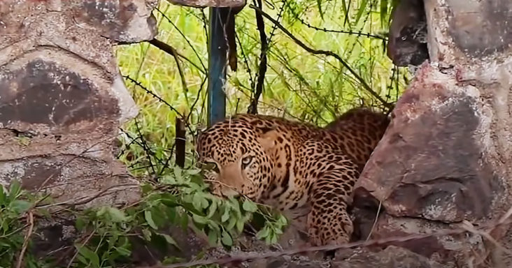 Leopard stuck in barbed wire