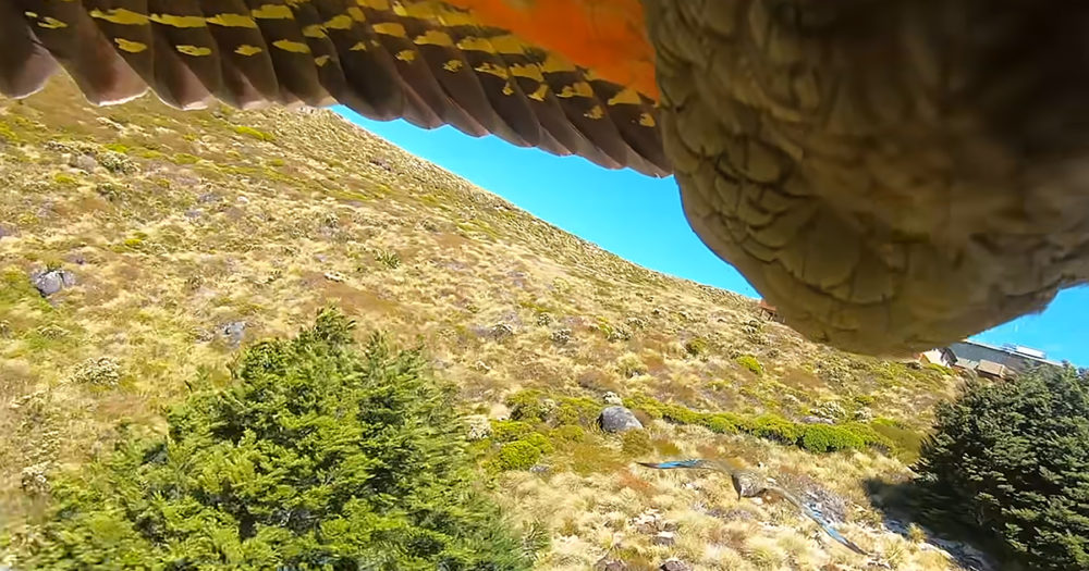 Kea parrot