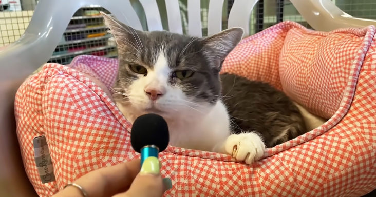 Woman interviews cat