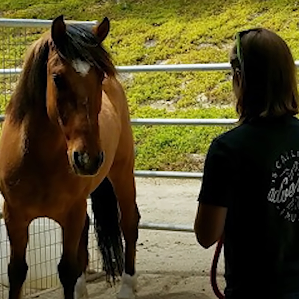 Woman reunites with horse