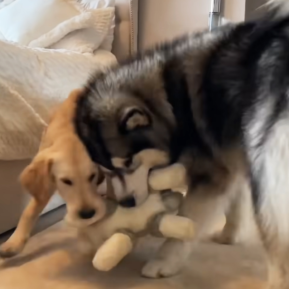 Giant Husky and Golden Retriever pup