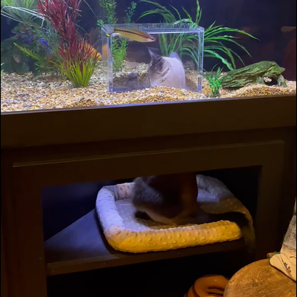 Cat watching fish inside custom-made aquarium