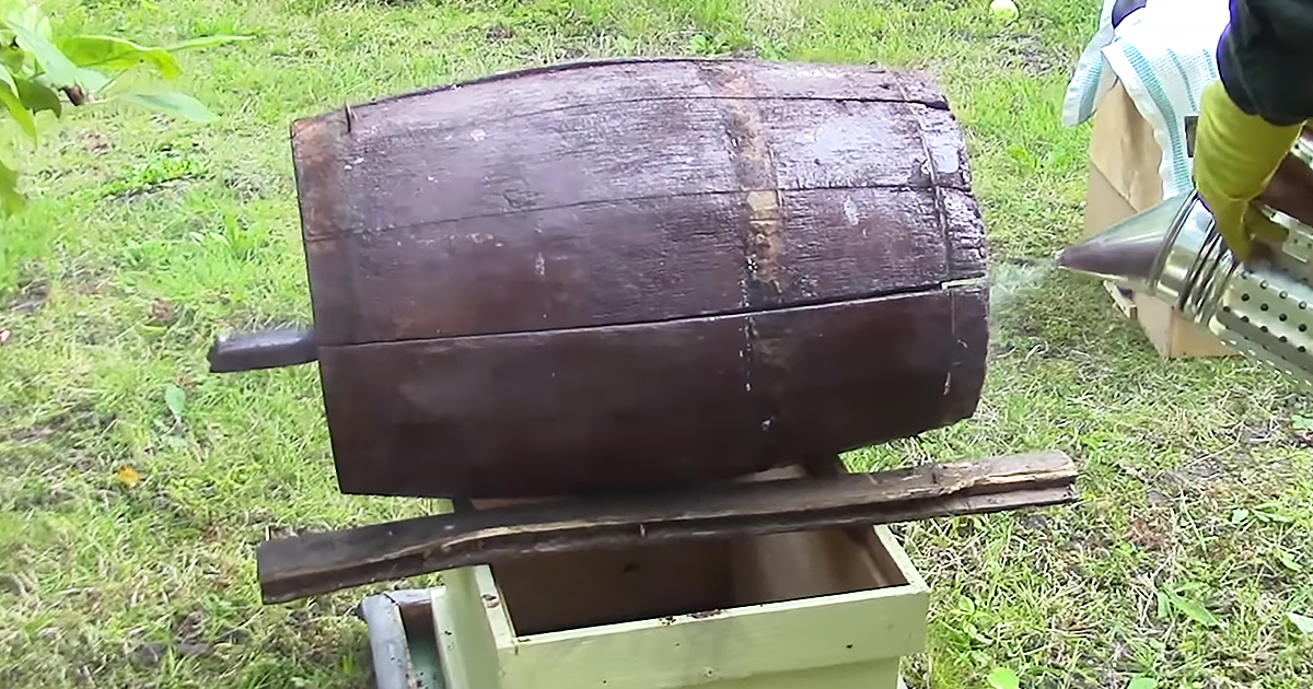 Bee swarm settled in an antique oak barrel