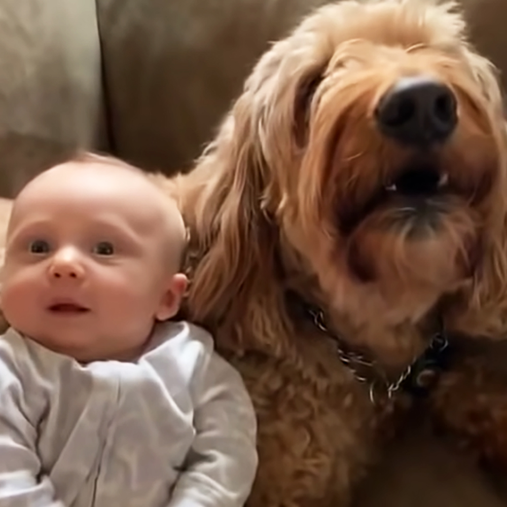 Dog and baby
