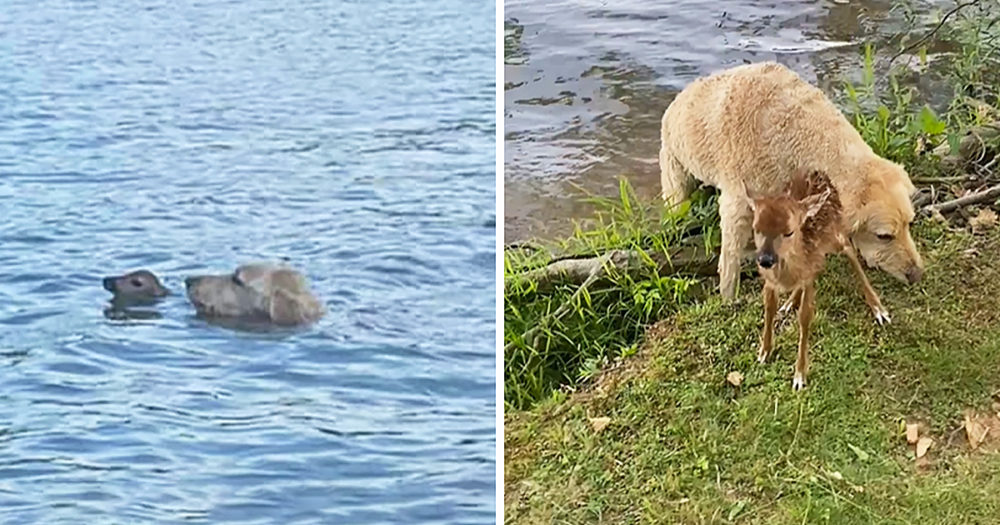 Goldendoodle jumps into a vast lake to save fawn from drowning