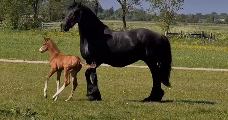 Mama horse and orphan foal
