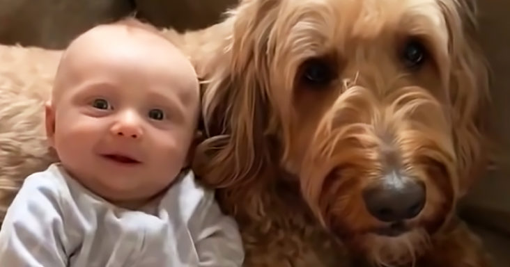 Dog and baby