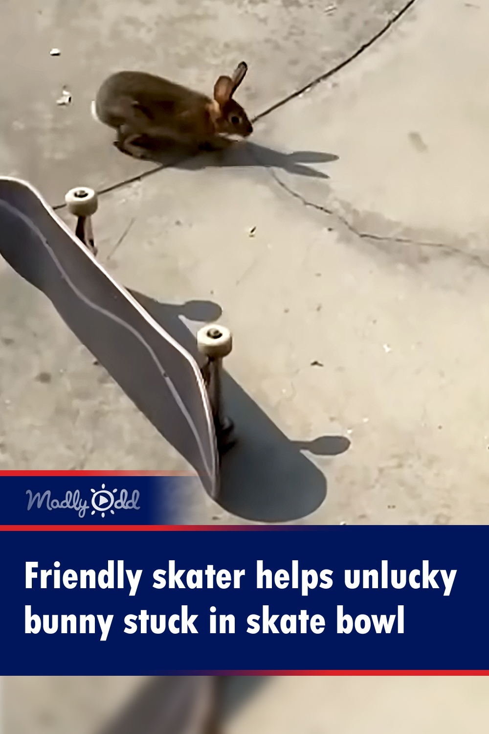 Determined skater helps rabbit live another day