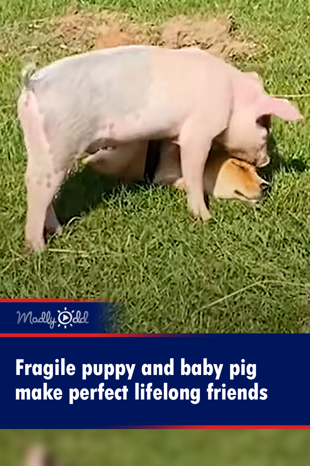 Fragile puppy and baby pig make perfect lifelong friends