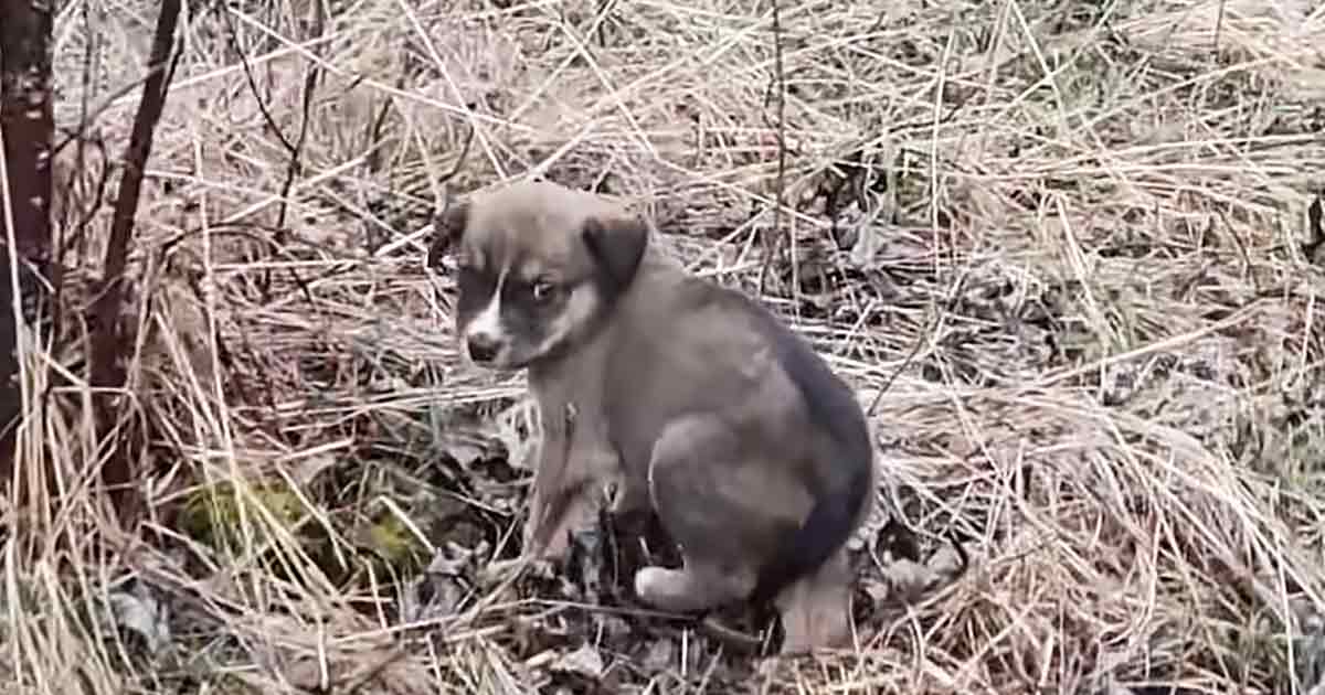 Scared abandoned puppy