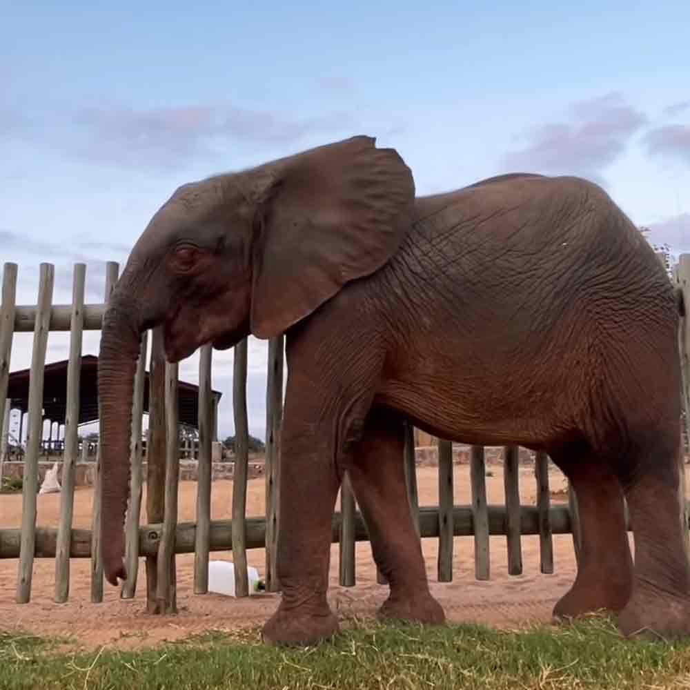 Baby elephant Khanyisa