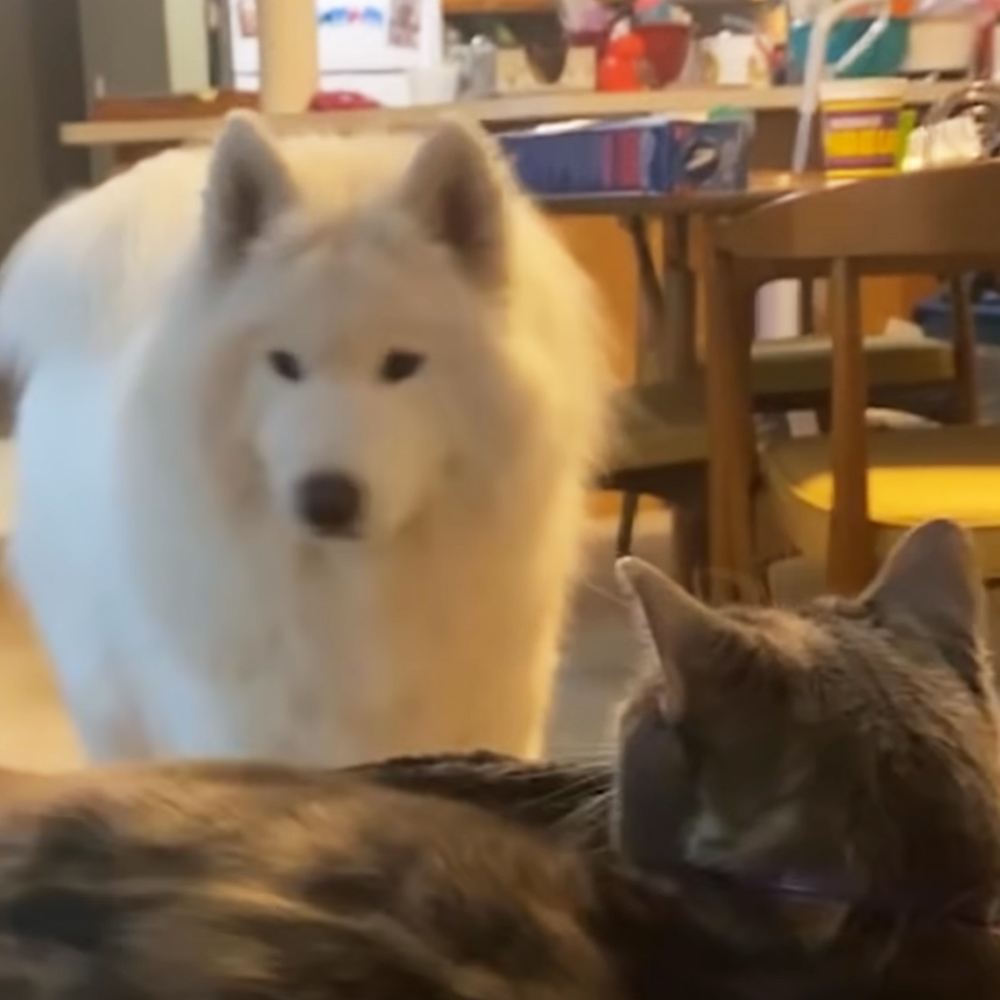 Giant dog and cat