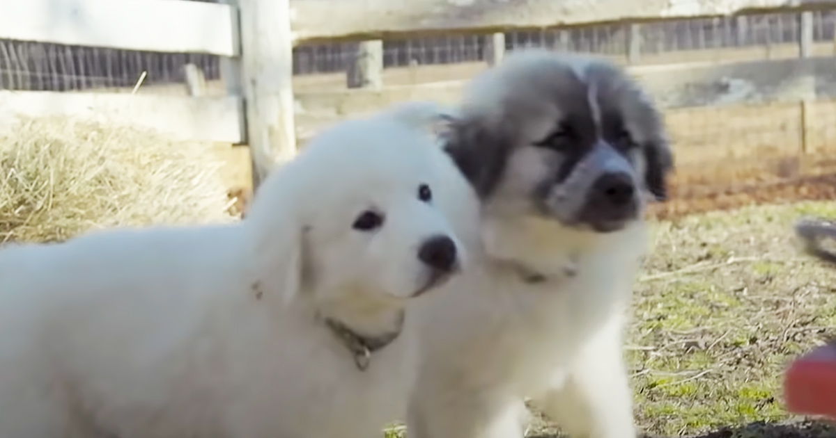 Rescue puppies