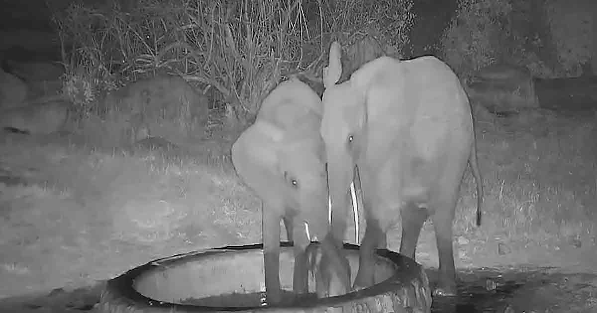 Mama elephant protecting her teeny baby