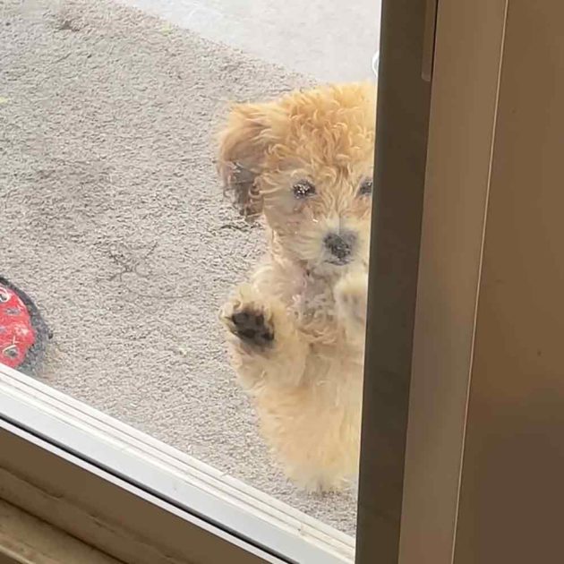 Patient big sister dog teaches little sister how to use doggy door
