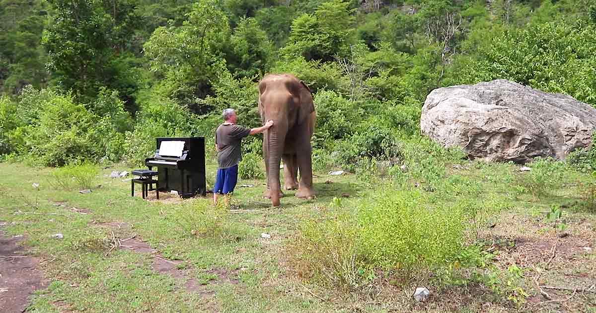 Pianist and rescue elephant
