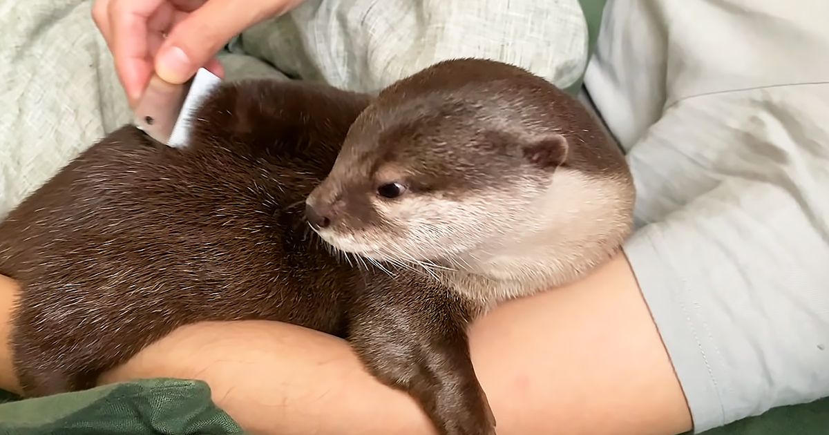 Otter