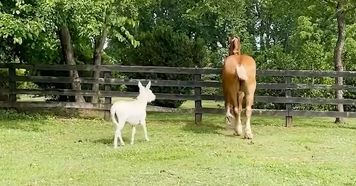 Senior horse and miniature donkey