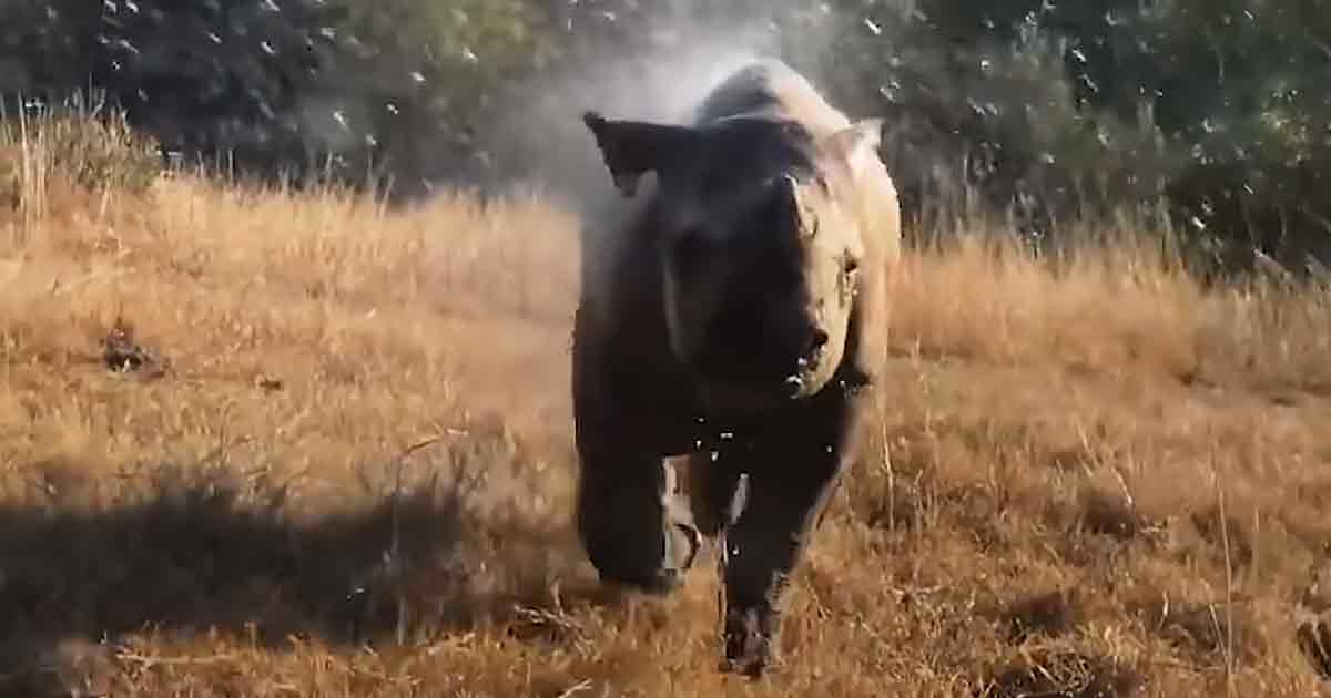 Rescued baby rhino