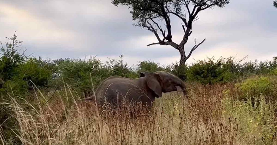 There’s no stopping a baby elephant with a case of the zoomies Madly Odd!
