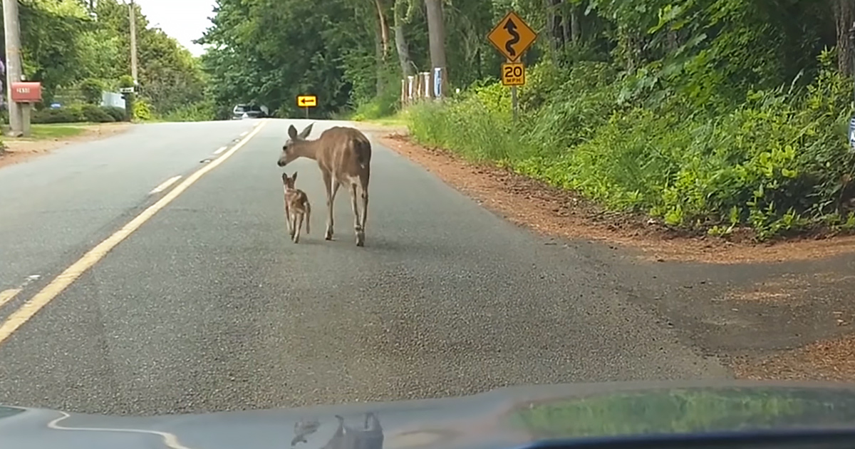 Mama deer and her frightened fawn