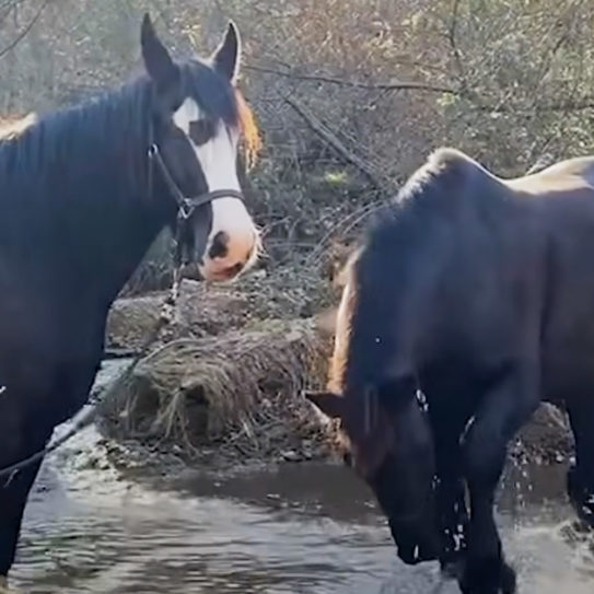 Bubbly 7yearold horse teaches 30yearold senior horse how to play