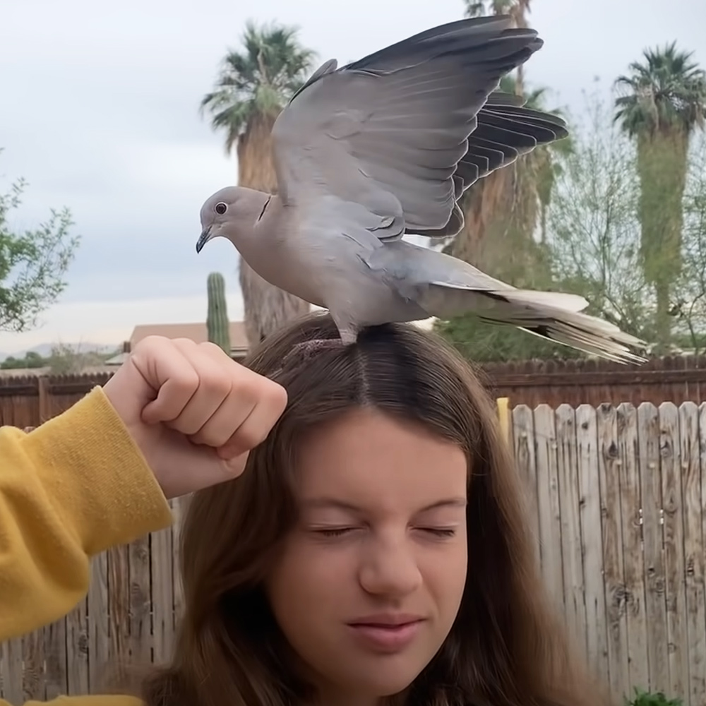 Rescued dove