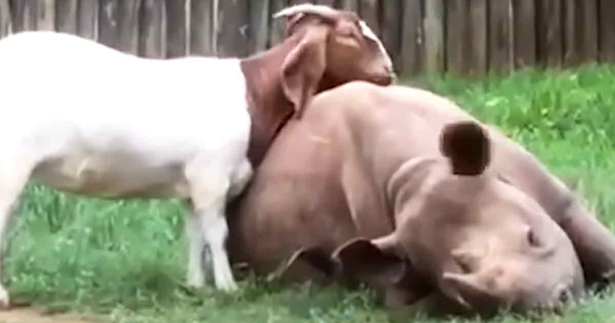 Rescued baby rhino and goat