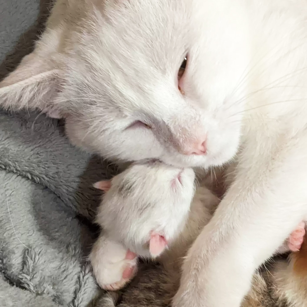 Stray cat and newborn kittens