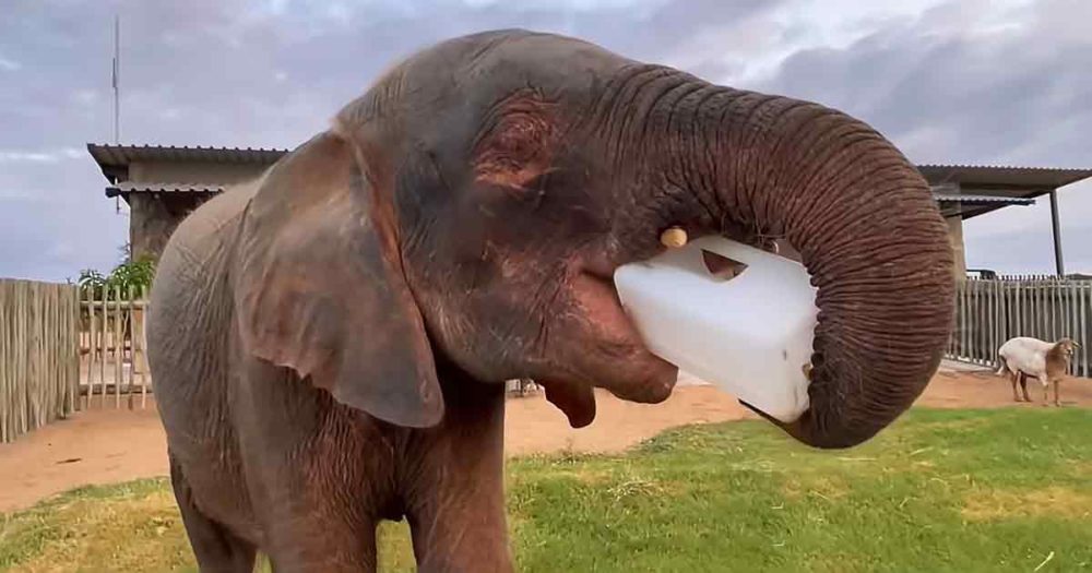 Baby elephant Khanyisa