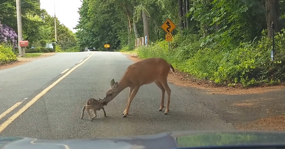 Mama deer and her frightened fawn