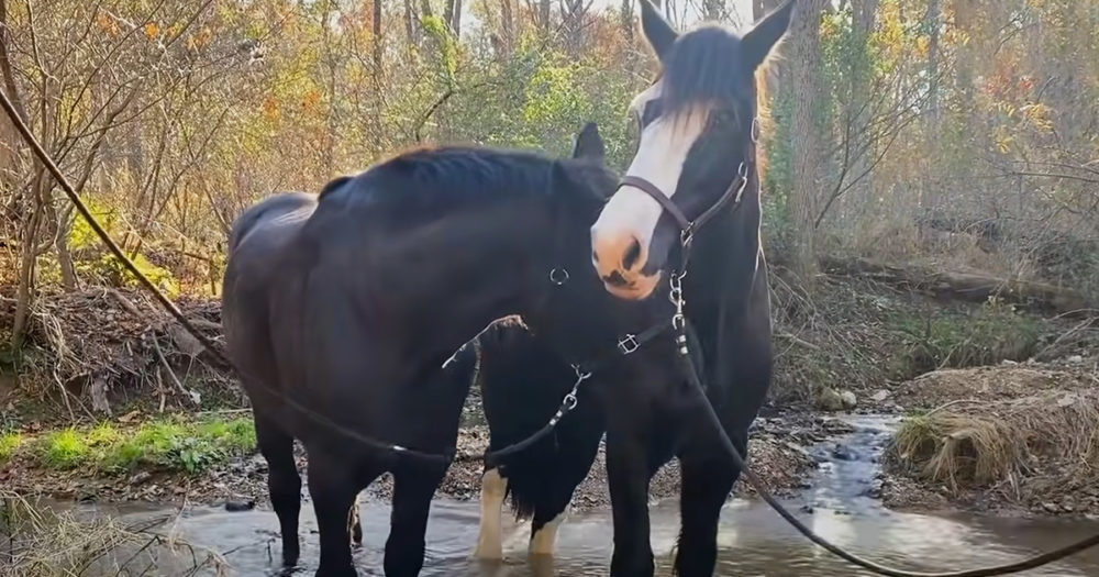 Adorable horses