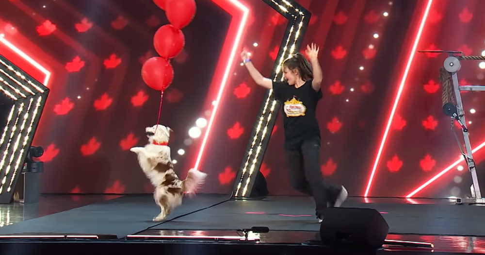 Canine circus