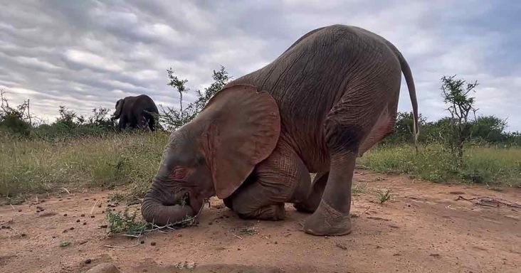 Baby elephant Khanyisa