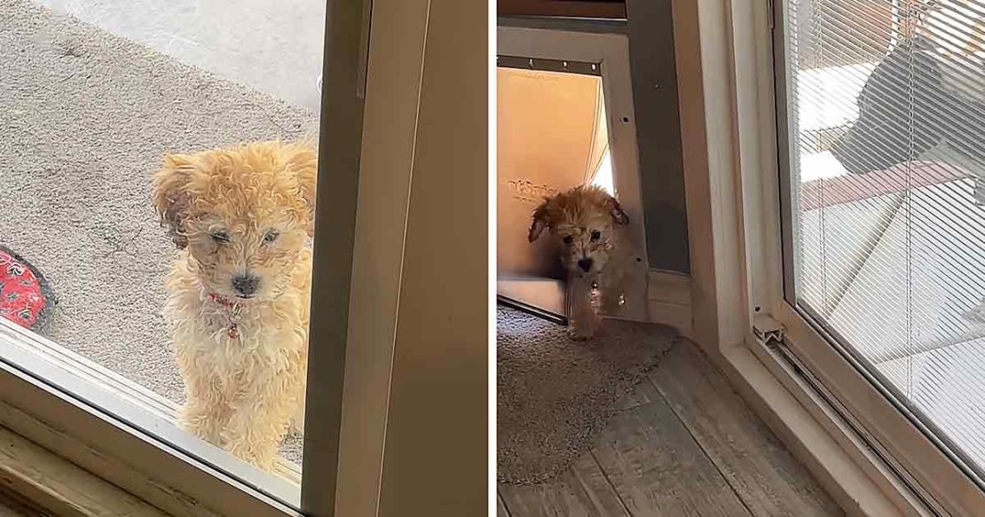 Patient big sister dog teaches little sister how to use doggy door