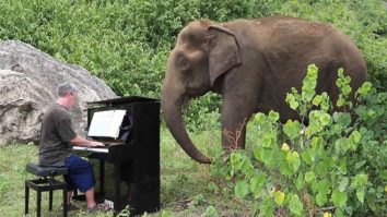 Pianist playing healing music for elephant