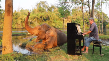 Elephant listening piano music