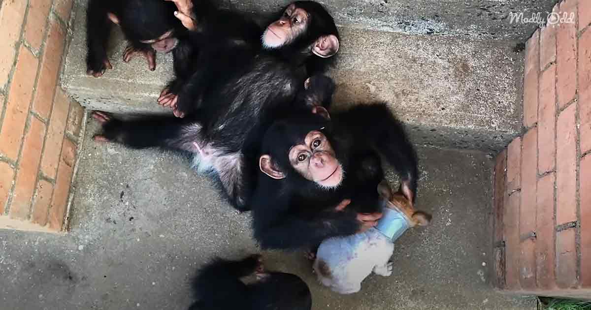 Baby chimpanzees and puppy