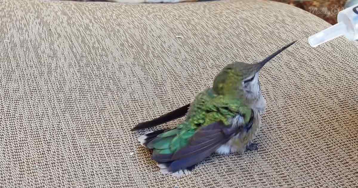 Rescued tiny hummingbird